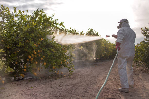 Best Best Pest Control Companies  in Avon Park, FL