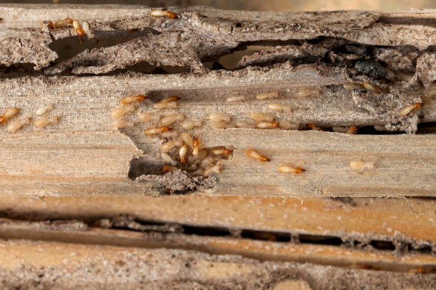 Best Pest Prevention Services  in Avon Park, FL